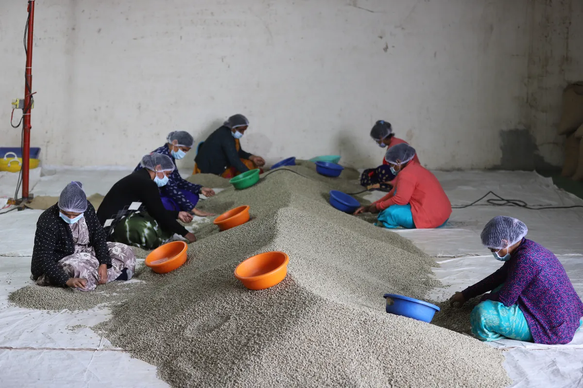 Team of workers hand sorting green coffee beans